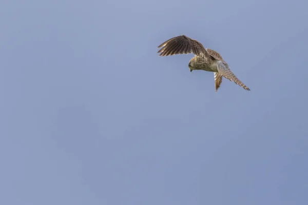 Een Vliegende Torenvalk Zoek Naar Prooi — Stockfoto