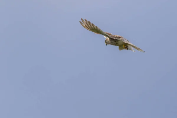 Ένα Ιπτάμενο Kestrel Αναζήτηση Θηράματος — Φωτογραφία Αρχείου