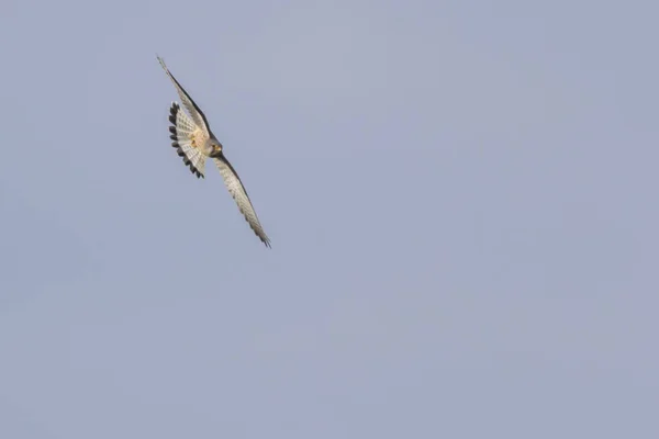 Ein Fliegender Turmfalke Auf Der Suche Nach Beute — Stockfoto