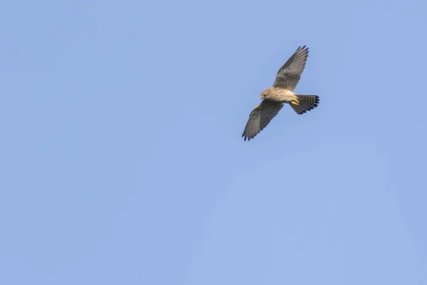Flying Kestrel Search Prey — Stock Photo, Image