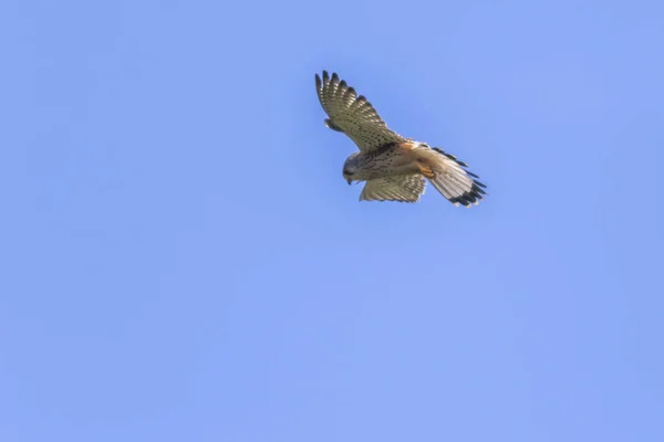 Ένα Ιπτάμενο Kestrel Αναζήτηση Θηράματος — Φωτογραφία Αρχείου