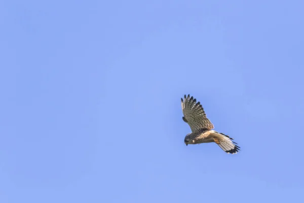 먹이를 하늘을 독수리 — 스톡 사진