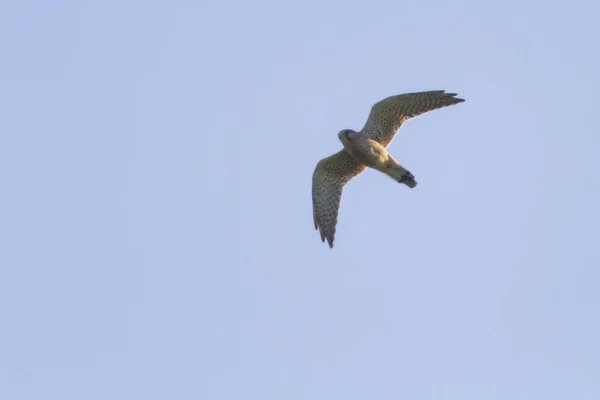 Uma Torre Voadora Falcão Busca Presas — Fotografia de Stock