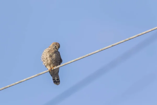 Ein Turmfalke Sitzt Seinem Wartezimmer Und Spioniert Nach Beute — Stockfoto