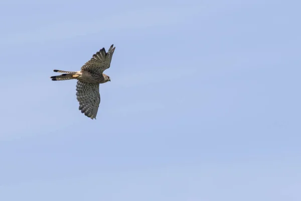 Een Vliegende Torenvalk Zoek Naar Prooi — Stockfoto