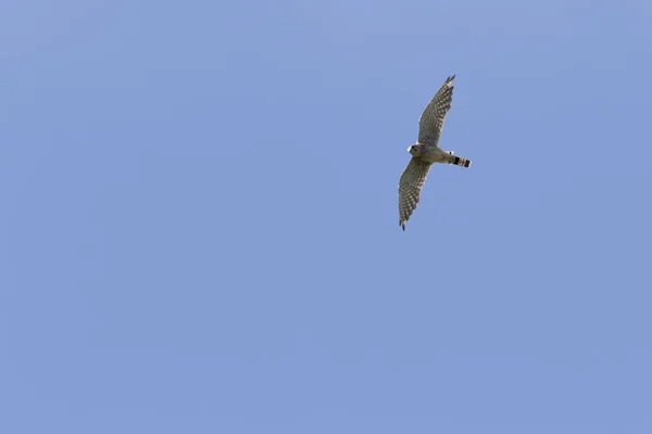 Avını Arayan Uçan Bir Kerkenez — Stok fotoğraf