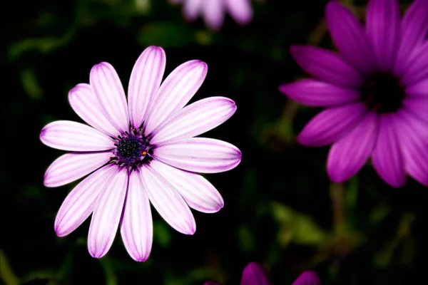 Fiore Bianco Viola Primo Piano Immagine Orizzontale — Foto Stock