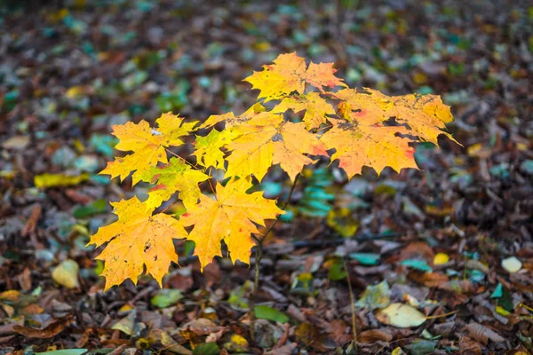 Листья Желтой Карты Дереве Слинг Боке — стоковое фото