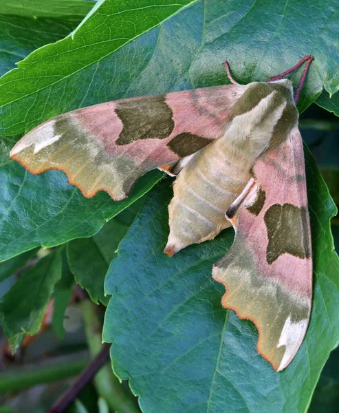 Linde蛾模仿Tiliae — 图库照片