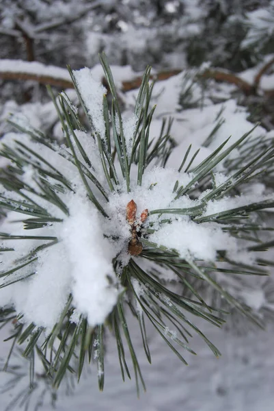 Ruciane Nida August 2016 Pine Pins Winter — Stock Photo, Image