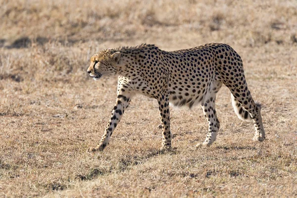 Guépard Acinonyx Jubatus Dans Réserve Pejeta Kenya East Africa — Photo