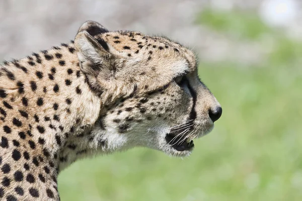 Cheetah Acinônix Jubatus Cativo — Fotografia de Stock