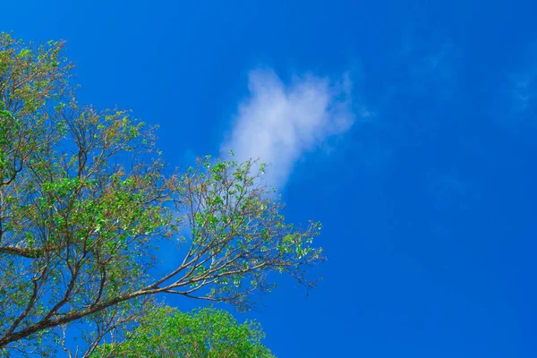 Äste Gegen Blauen Himmel — Stockfoto