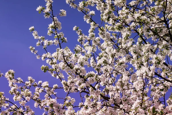 白い花の花びら春の夏の植物 — ストック写真