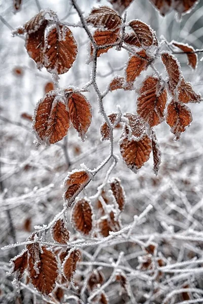 Magia Inverno Natureza Coberta Neve — Fotografia de Stock