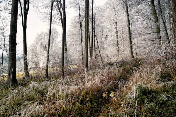 Zimowy Las Tle Przyrody — Zdjęcie stockowe