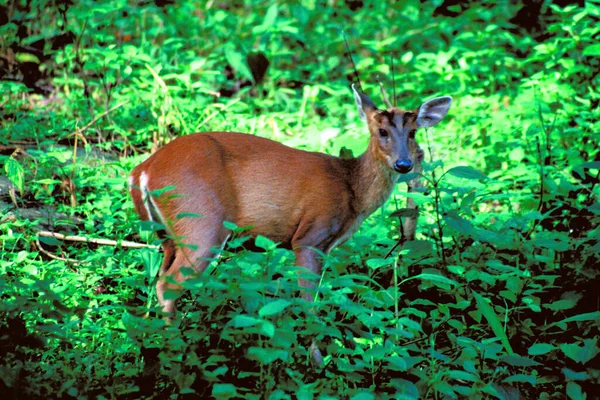 Photo Animal Mammal Deer — Stock Photo, Image