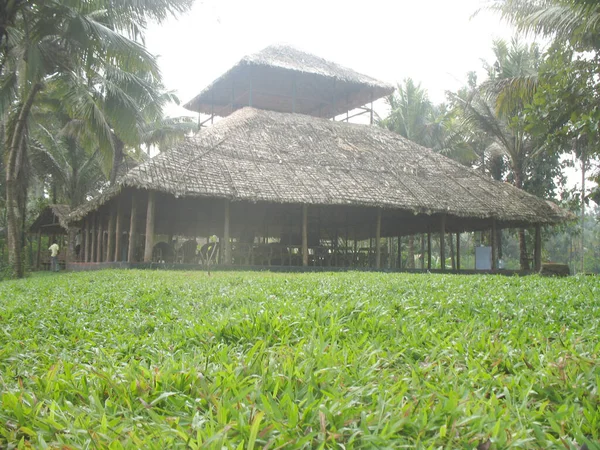 Campo Arroz Tailândia — Fotografia de Stock