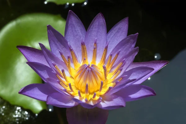 Квітка Лотоса Рослина Ставка — стокове фото