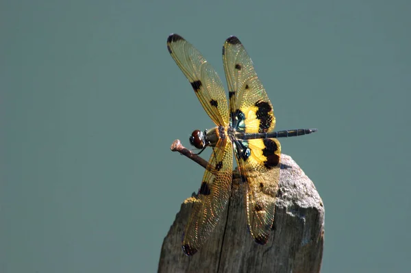 Entomologie Odonata Insecte Libellule — Photo