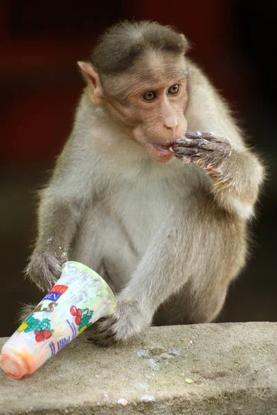 Macaco Animais Vida Natureza Fauna — Fotografia de Stock