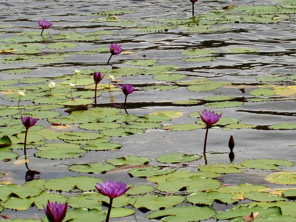 Водяная Лилия Цветы Пруда Флора Природе — стоковое фото