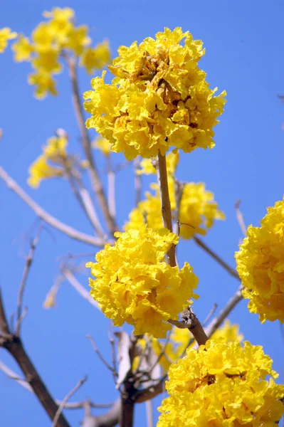 Hermoso Plano Botánico Fondo Pantalla Natural — Foto de Stock