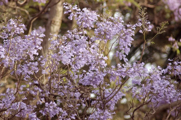 Wild Jacaranda Tree Violet Flowers — Stock Photo, Image