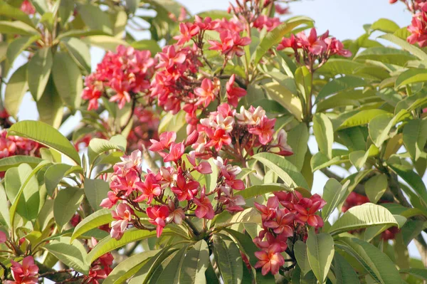 Vacker Botanisk Skott Naturliga Tapeter — Stockfoto