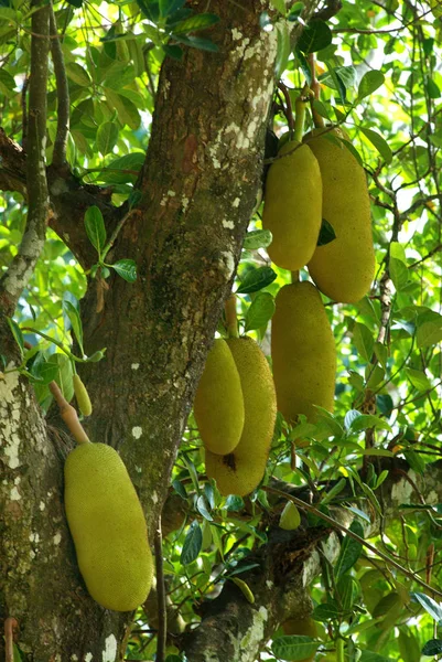 Jack Frutas Crescendo Árvore — Fotografia de Stock