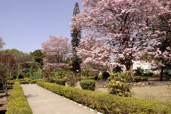 Vacker Botanisk Skott Naturliga Tapeter — Stockfoto