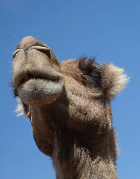 Арабское Верблюжье Животное Млекопитающее — стоковое фото