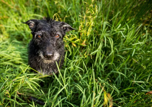 Leuke Zwarte Hond Groen Gras — Stockfoto