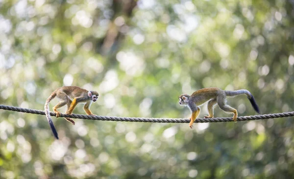 Macaco Esquilo Saimiri Sciureus — Fotografia de Stock