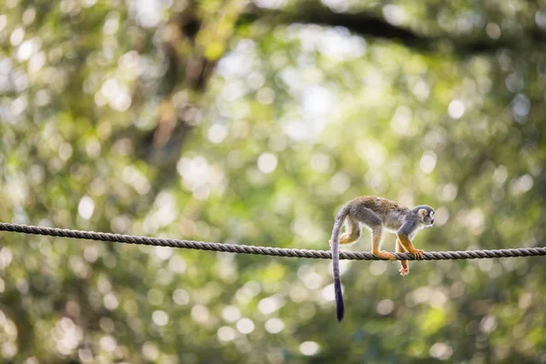 Singe Écureuil Commun Saimiri Sciureus — Photo