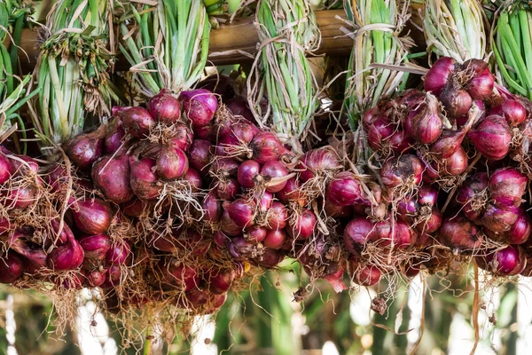 Red Onion Hang Bamboo Cane Fresh Harvest — Stock Photo, Image