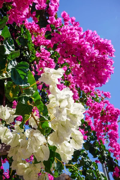 Bougainvillea White Pink — Stock Photo, Image