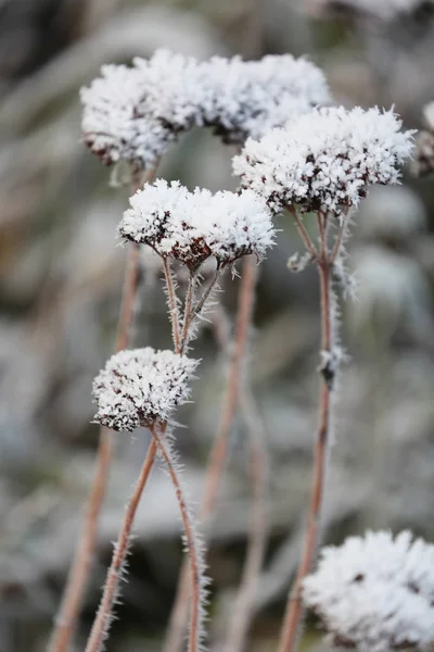 Plantas Con Cristales Hielo Invierno Jardín — Foto de Stock