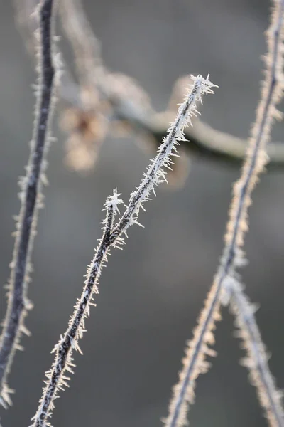 Гілки Кристалами Льоду Взимку — стокове фото
