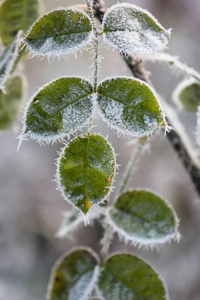 Rozenblaadjes Met Ijskristallen Winter Tuin — Stockfoto