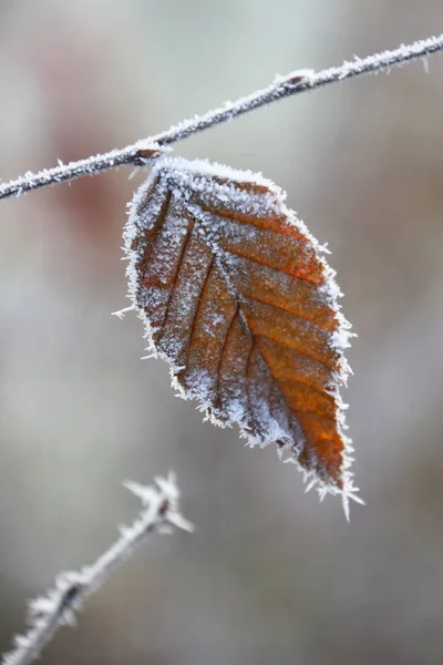Kışın Buz Kristalli Yaprak — Stok fotoğraf
