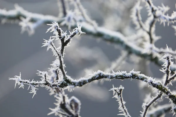 Branches Arbres Glacés Dans Jardin Hiver — Photo