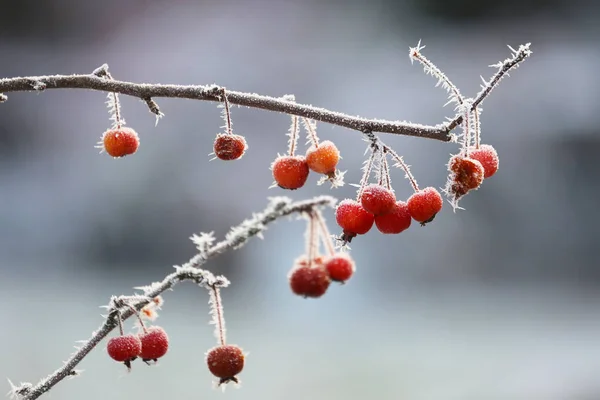 Manzanas Ornamentales Con Cristales Hielo Invierno —  Fotos de Stock