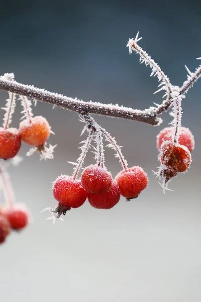 冬に氷の結晶を持つ観賞用のリンゴ — ストック写真