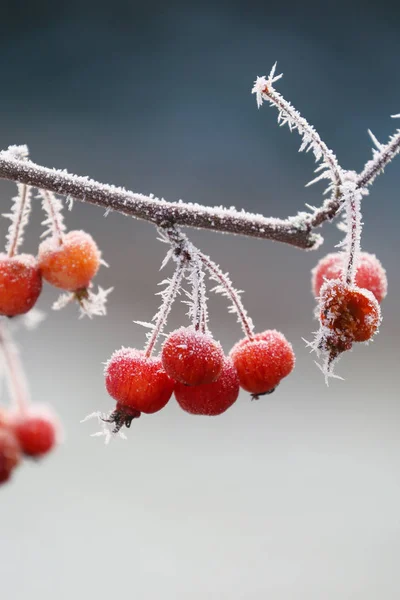 Mele Ornamentali Con Cristalli Ghiaccio Inverno — Foto Stock