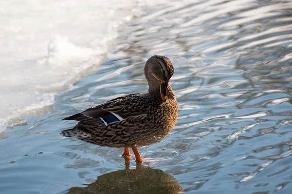 Eine Ente Die Der Nähe Des Eises Eines Zugefrorenen Teiches — Stockfoto