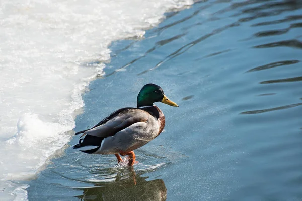 Male Duck Drake Ice Frozen Pond Walking Water — Stock Photo, Image