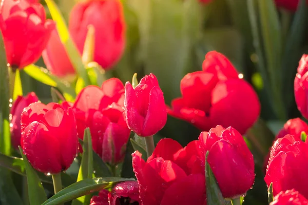 Tulipan Piękny Bukiet Tulipanów Kolorowe Tulipany Tulipany Wiosną Kolorowy Tulipan — Zdjęcie stockowe