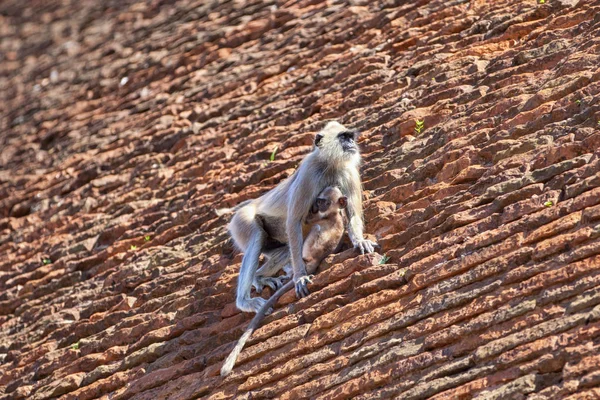 Famílias Macacos Branco Barcaça Esmaltes Local Peregrinação Antiga Cidade Real — Fotografia de Stock