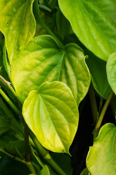 Folhas Betel Como Uma Planta Escalada Tronco Árvore — Fotografia de Stock